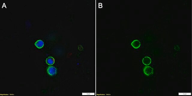 Anti-LAG3 Antibody, clone 4-10-C9 ZooMAb&#174; Mouse Monoclonal recombinant, expressed in HEK 293 cells