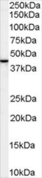 Anti-SPFH2/ERLIN2 antibody produced in goat affinity isolated antibody, buffered aqueous solution