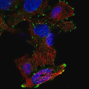 Anti-DOK6 antibody produced in rabbit Prestige Antibodies&#174; Powered by Atlas Antibodies, affinity isolated antibody