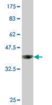 Monoclonal Anti-ACO1 antibody produced in mouse clone 2C1, purified immunoglobulin, buffered aqueous solution