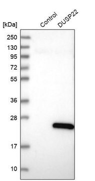 Anti-DUSP22 antibody produced in rabbit Prestige Antibodies&#174; Powered by Atlas Antibodies, affinity isolated antibody, buffered aqueous glycerol solution