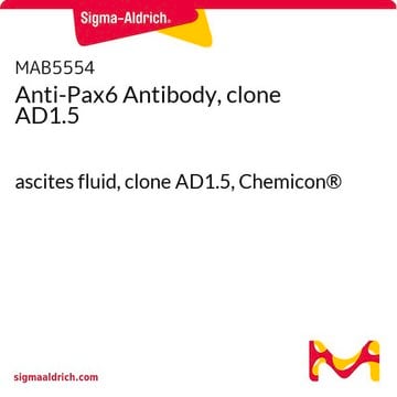 Anti-Pax6 Antibody, clone AD1.5 ascites fluid, clone AD1.5, Chemicon&#174;