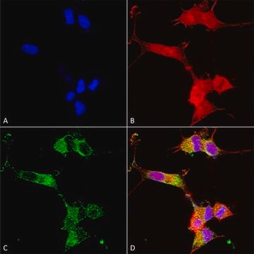 Monoclonal Anti-Mglur1/5 - Hrp antibody produced in mouse clone S75-33, purified immunoglobulin