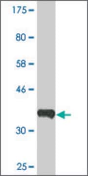 Monoclonal Anti-ERBB2IP, (C-terminal) antibody produced in mouse clone 10G1, ascites fluid