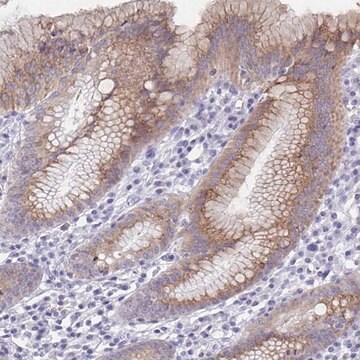 Anti-SSC4D antibody produced in rabbit Prestige Antibodies&#174; Powered by Atlas Antibodies, affinity isolated antibody, buffered aqueous glycerol solution