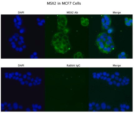 Anti-MSX2, (N-terminal) antibody produced in rabbit affinity isolated antibody