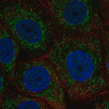 Anti-ZNHIT3 antibody produced in rabbit Prestige Antibodies&#174; Powered by Atlas Antibodies, affinity isolated antibody