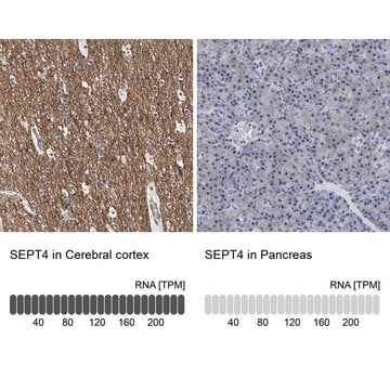 Anti-SEPT4 antibody produced in rabbit Prestige Antibodies&#174; Powered by Atlas Antibodies, affinity isolated antibody, buffered aqueous glycerol solution, Ab1