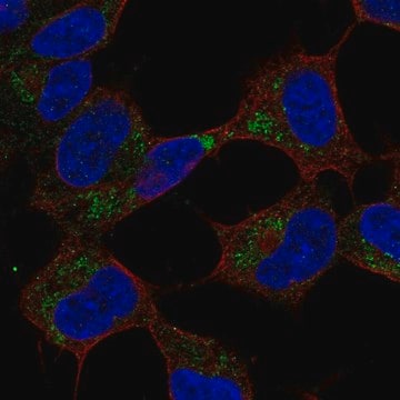 Anti-GVQW1 antibody produced in rabbit Prestige Antibodies&#174; Powered by Atlas Antibodies, affinity isolated antibody