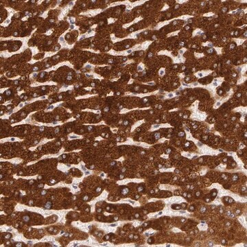 Anti-PACS2 antibody produced in rabbit Prestige Antibodies&#174; Powered by Atlas Antibodies, affinity isolated antibody, buffered aqueous glycerol solution