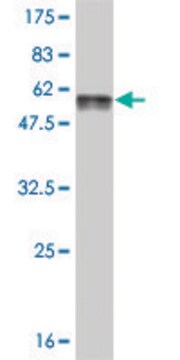 Monoclonal Anti-FTS antibody produced in mouse clone 2A11, purified immunoglobulin, buffered aqueous solution