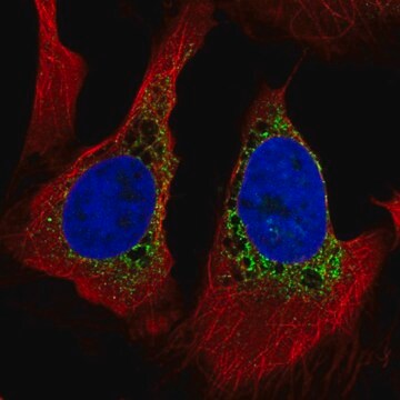 Anti-PMFBP1 antibody produced in rabbit Prestige Antibodies&#174; Powered by Atlas Antibodies, affinity isolated antibody