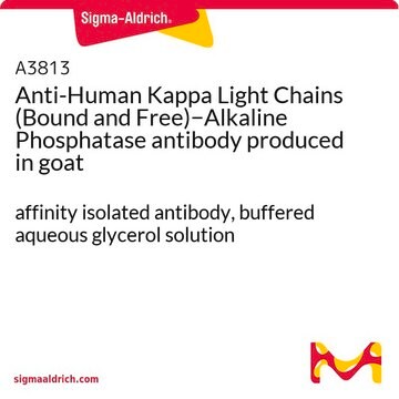 Anti-Human Kappa Light Chains (Bound and Free)&#8722;Alkaline Phosphatase antibody produced in goat affinity isolated antibody, buffered aqueous glycerol solution