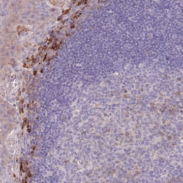 Anti-SUSD1 antibody produced in rabbit Prestige Antibodies&#174; Powered by Atlas Antibodies, affinity isolated antibody, buffered aqueous glycerol solution