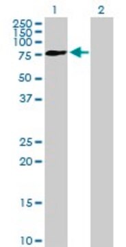 Anti-FRMD3 antibody produced in mouse purified immunoglobulin, buffered aqueous solution