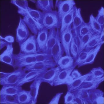 Anti-Chicken IgY (IgG) (H+L), highly cross-adsorbed, CF&#8482;350 antibody produced in donkey ~2&#160;mg/mL, affinity isolated antibody, buffered aqueous solution