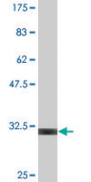 Monoclonal Anti-UCP1 antibody produced in mouse clone 4B7, purified immunoglobulin, buffered aqueous solution