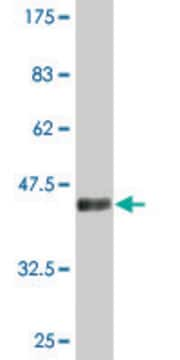 Monoclonal Anti-CDKN2D antibody produced in mouse clone 2E10, purified immunoglobulin, buffered aqueous solution