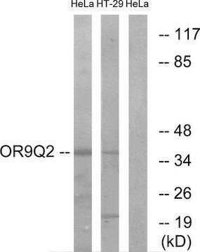 Anti-OR9Q2 antibody produced in rabbit affinity isolated antibody