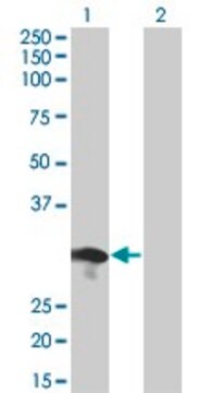 Monoclonal Anti-RABL2B antibody produced in mouse clone 1B10, purified immunoglobulin, buffered aqueous solution