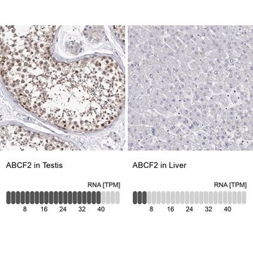 Anti-ABCF2 antibody produced in rabbit Prestige Antibodies&#174; Powered by Atlas Antibodies, affinity isolated antibody, buffered aqueous glycerol solution