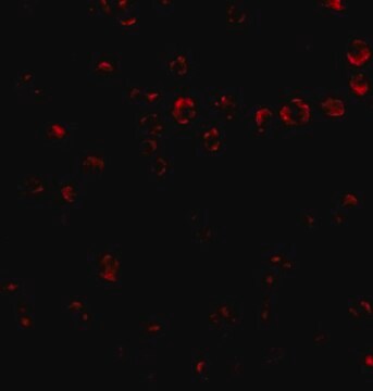 Anti-Integrin alpha 4 antibody produced in rabbit affinity isolated antibody