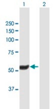 Anti-HEXDC antibody produced in mouse purified immunoglobulin, buffered aqueous solution