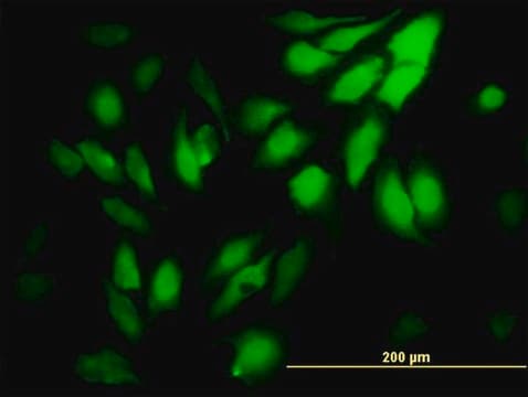 Monoclonal Anti-WDR5 antibody produced in mouse clone 2C2, purified immunoglobulin, buffered aqueous solution