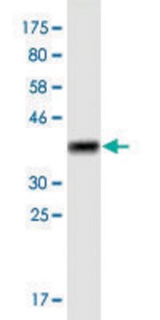 Monoclonal Anti-SLC25A25 antibody produced in mouse clone 4D8, purified immunoglobulin, buffered aqueous solution