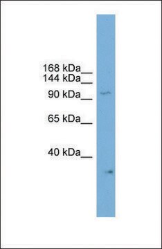 Anti-NPAS2, (C-terminal) antibody produced in rabbit affinity isolated antibody