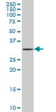 Anti-MOBKL2C antibody produced in mouse IgG fraction of antiserum, buffered aqueous solution