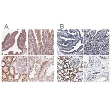 Anti-HINT2 antibody produced in rabbit Prestige Antibodies&#174; Powered by Atlas Antibodies, affinity isolated antibody