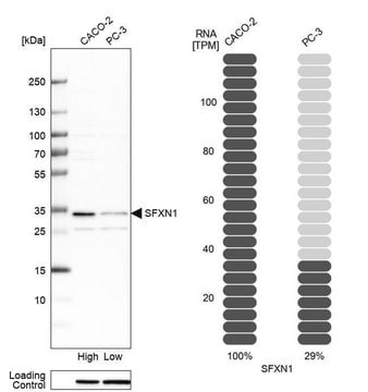 Anti-SFXN1 antibody produced in rabbit Prestige Antibodies&#174; Powered by Atlas Antibodies, affinity isolated antibody, buffered aqueous glycerol solution