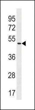 ANTI-POLE2(C-TERMINAL) antibody produced in rabbit affinity isolated antibody, buffered aqueous solution