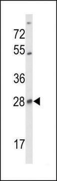 ANTI-SELT (N-TERM) antibody produced in rabbit IgG fraction of antiserum, buffered aqueous solution