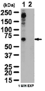 Przeciwciało anty-fosfo-TAK1 (Ser412) from rabbit, purified by affinity chromatography