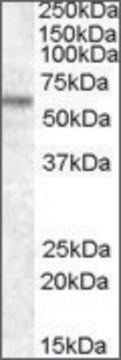 Anti-TFE3 (N-terminal) antibody produced in goat affinity isolated antibody, buffered aqueous solution