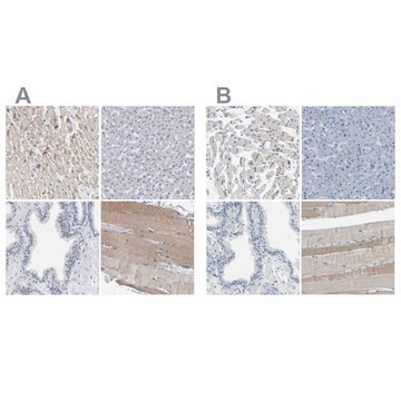 Anti-XIRP1 antibody produced in rabbit Prestige Antibodies&#174; Powered by Atlas Antibodies, affinity isolated antibody, buffered aqueous glycerol solution, Ab1