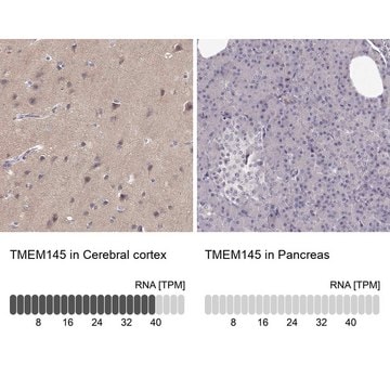 Anti-TMEM145 antibody produced in rabbit Prestige Antibodies&#174; Powered by Atlas Antibodies, affinity isolated antibody