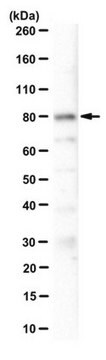 Anti-TRABID Antibody from rabbit, purified by affinity chromatography