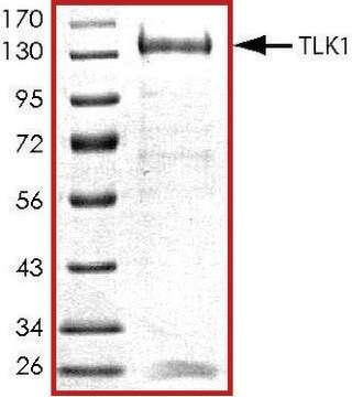 TLK1, active, GST tagged human PRECISIO&#174; Kinase, recombinant, expressed in baculovirus infected Sf9 cells, &#8805;70% (SDS-PAGE), buffered aqueous glycerol solution