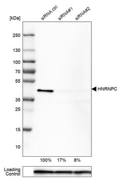 Monoclonal Anti-HNRNPC antibody produced in mouse Prestige Antibodies&#174; Powered by Atlas Antibodies, clone CL2596, purified immunoglobulin, buffered aqueous glycerol solution