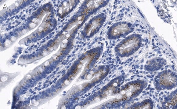 Anti-PUMA Antibody, clone 1L16 ZooMAb&#174; Rabbit Monoclonal recombinant, expressed in HEK 293 cells