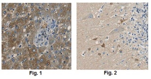 Anti-GOT1 Antibody, clone 1F5.2 clone 1F5.2, from mouse