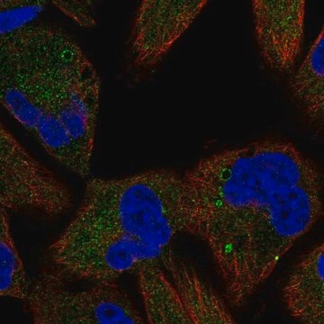 Anti-TSC1 antibody produced in rabbit Prestige Antibodies&#174; Powered by Atlas Antibodies, affinity isolated antibody