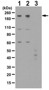 Anti-phospho-NUMA1 Antibody (Thr2055) from rabbit, purified by affinity chromatography