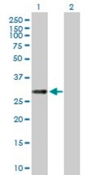 Anti-C12orf46 antibody produced in mouse IgG fraction of antiserum, buffered aqueous solution