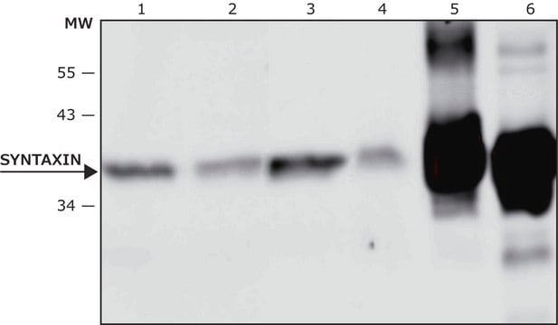 Anti-Syntaxin antibody, Mouse monoclonal clone HPC-1, purified from hybridoma cell culture