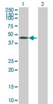 Anti-PHF7 antibody produced in mouse IgG fraction of antiserum, buffered aqueous solution