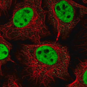 Anti-RNF40 antibody produced in rabbit Prestige Antibodies&#174; Powered by Atlas Antibodies, affinity isolated antibody